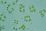 Tetraspora