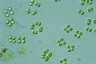 Tetraspora