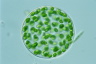 Gloeocystis