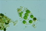 Gloeocystis