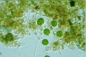 Gloeocystis