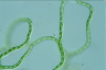 Klebsormidium