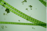 Spirogyra