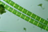 Spirogyra