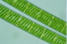 Spirogyra