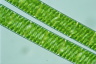 Spirogyra