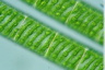 Spirogyra