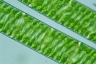 Spirogyra