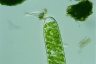 Spirogyra