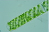 Spirogyra