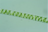 Spirogyra