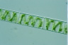 Spirogyra