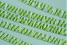 Spirogyra