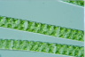 Spirogyra