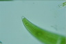 Closterium moniliferum