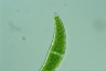 Closterium moniliferum