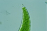 Closterium moniliferum