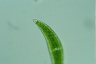 Closterium moniliferum