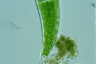 Closterium moniliferum