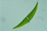 Closterium moniliferum