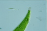 Closterium moniliferum