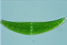 Closterium moniliferum