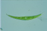 Closterium dianae