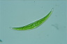 Closterium dianae