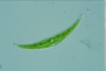 Closterium dianae