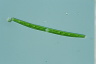 Closterium toxon