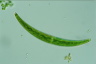 Closterium nematodes