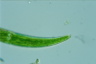 Closterium nematodes