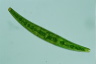 Closterium costatum