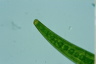 Closterium costatum