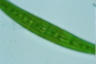 Closterium costatum