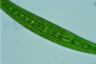 Closterium costatum