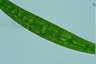 Closterium costatum