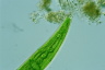 Closterium costatum