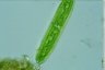 Closterium libellula