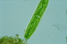 Closterium libellula