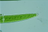 Closterium acerosum