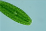 Netrium digitus