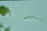 Amphisiella