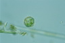 Choanocystis