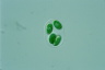 Glaucocystis nostochinearum