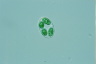 Glaucocystis nostochinearum