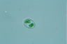 Glaucocystis nostochinearum