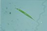 Euglena acus