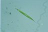 Euglena acus