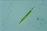 Euglena acus